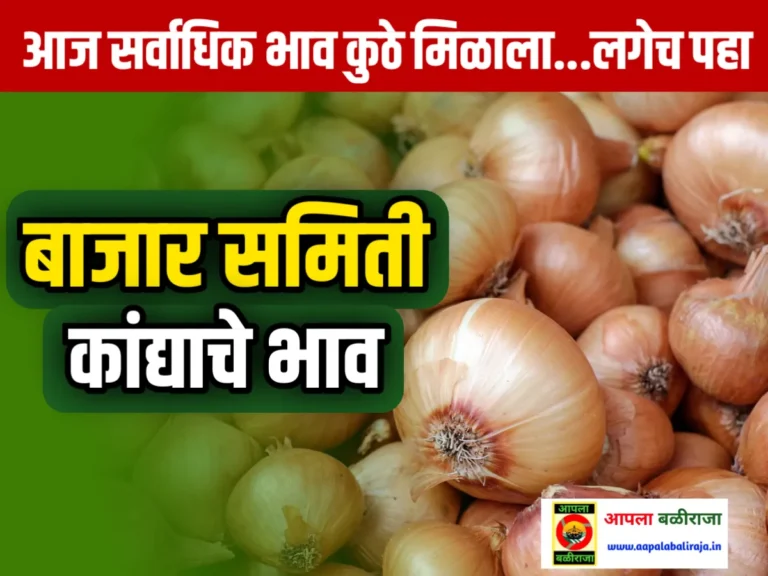 Onion Commodity Price : आजचे कांद्याचे भाव 24 जून 2023 महाराष्ट्र