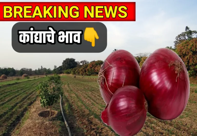 Onion Commodity Price : आजचे कांद्याचे भाव 25 जून 2023 महाराष्ट्र