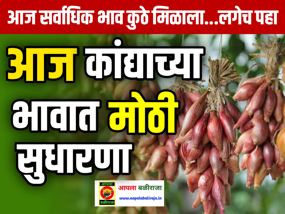 Onions Rate : आजचे कांद्याचे भाव 17 जून 2023 महाराष्ट्र