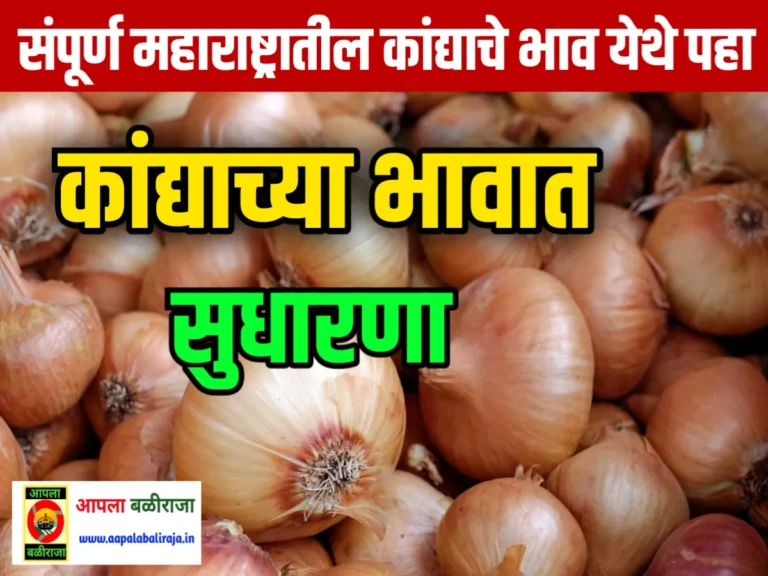 Onions Rate : आज राज्यात कांद्याच्या भावात सुधारणा 13 जून 2023