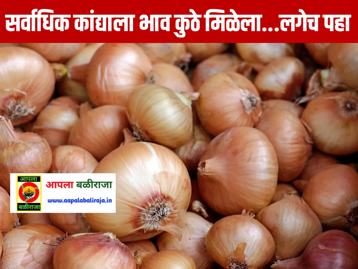 Onions Rate : आजचे कांद्याचे भाव 14 जून 2023 महाराष्ट्र