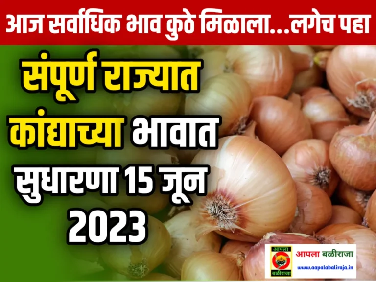 Onions Rate : आजचे कांद्याचे भाव 15 जून 2023