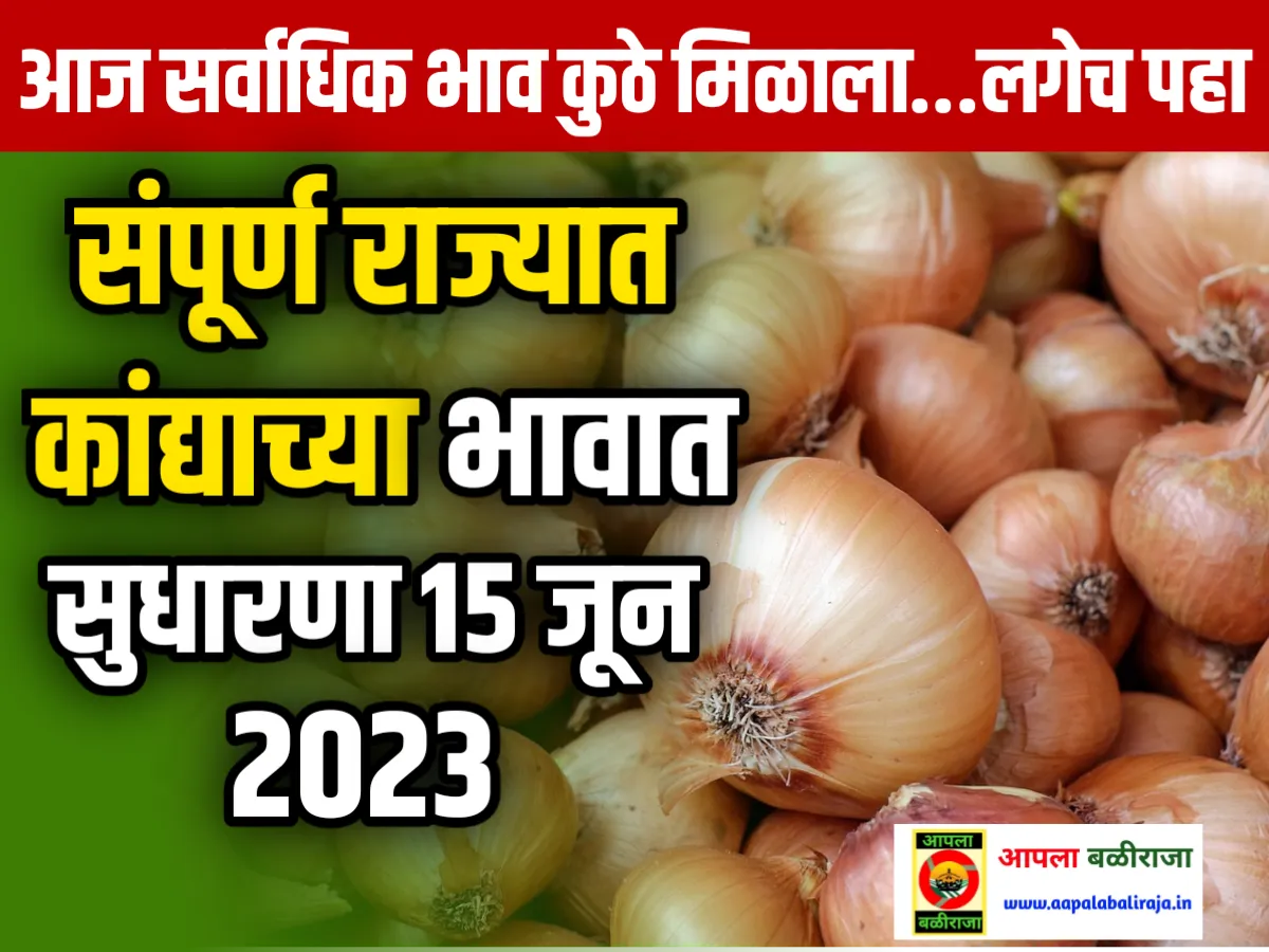 Onions Rate : आजचे कांद्याचे भाव 15 जून 2023