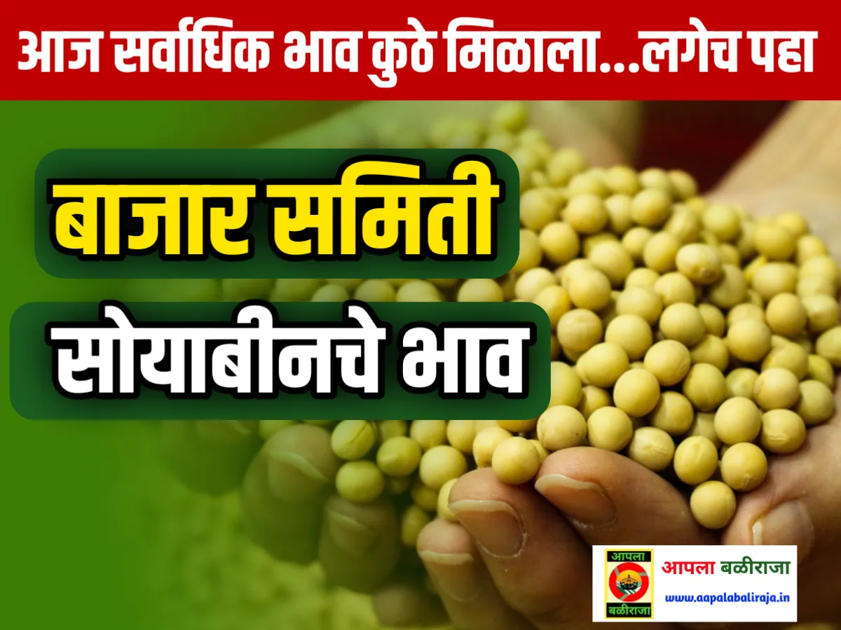 Soybean Commodity Market : आजचे सोयाबीनचे भाव 24 जून 2023 महाराष्ट्र