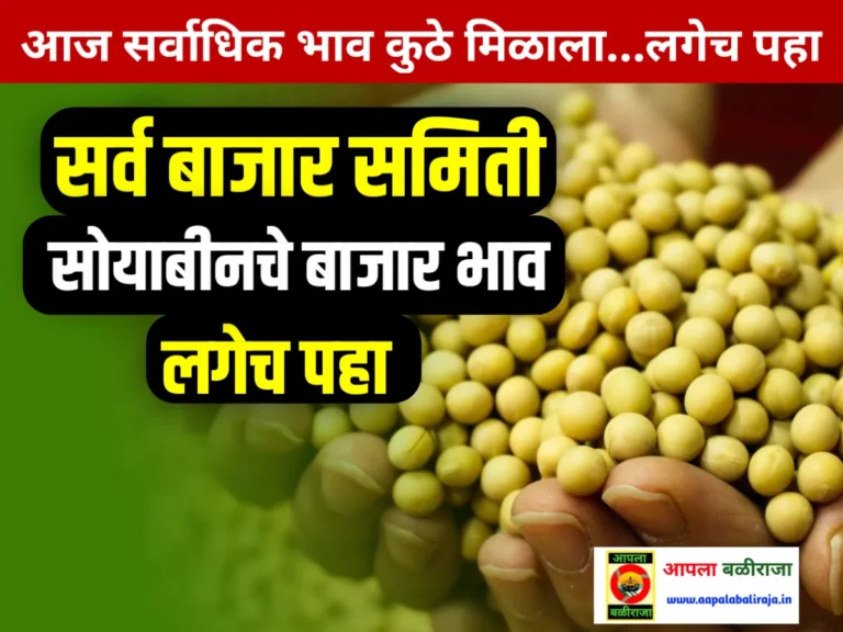 Soybean Commodity Market : आजचे सोयाबीनचे भाव 21 जून 2023 महाराष्ट्र