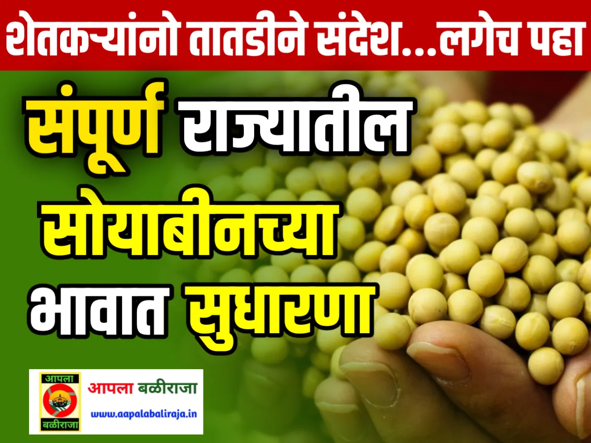 Soybean Commodity Market : आजचे सोयाबीनचे भाव 20 जून 2023 महाराष्ट्र