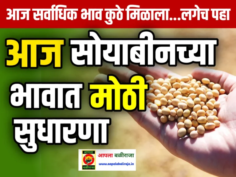 Soybean Rate : आजचे सोयाबीनचे भाव 17 जून 2023 महाराष्ट्र