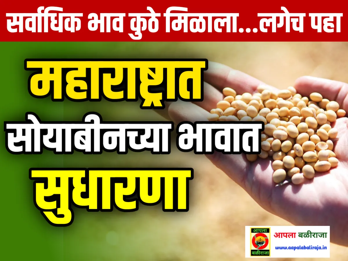 Soybean Rate : आजचे सोयाबीनचे भाव 19 जून 2023