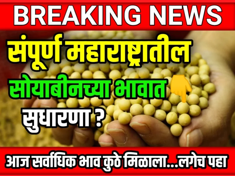 Soybean Rate : आजचे सोयाबीनचे भाव 6 जून 2023