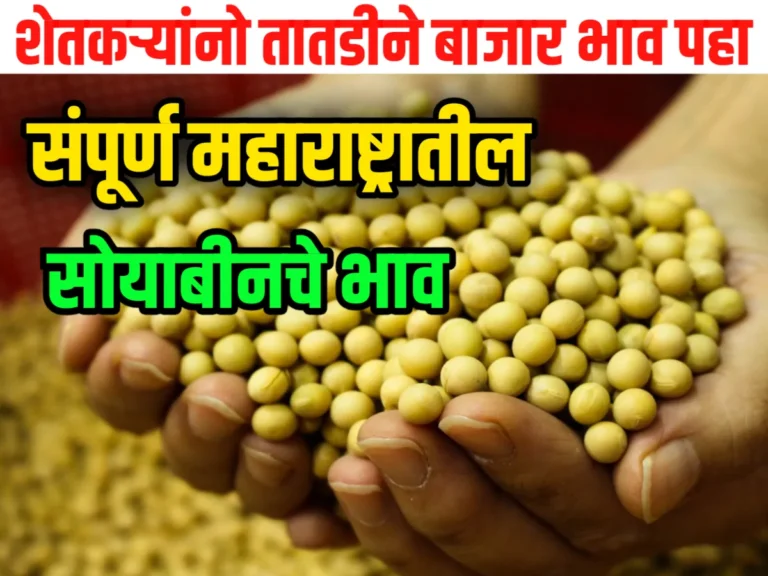 Soybean Rate : आजचे सोयाबीनचे भाव 08 जून 2023