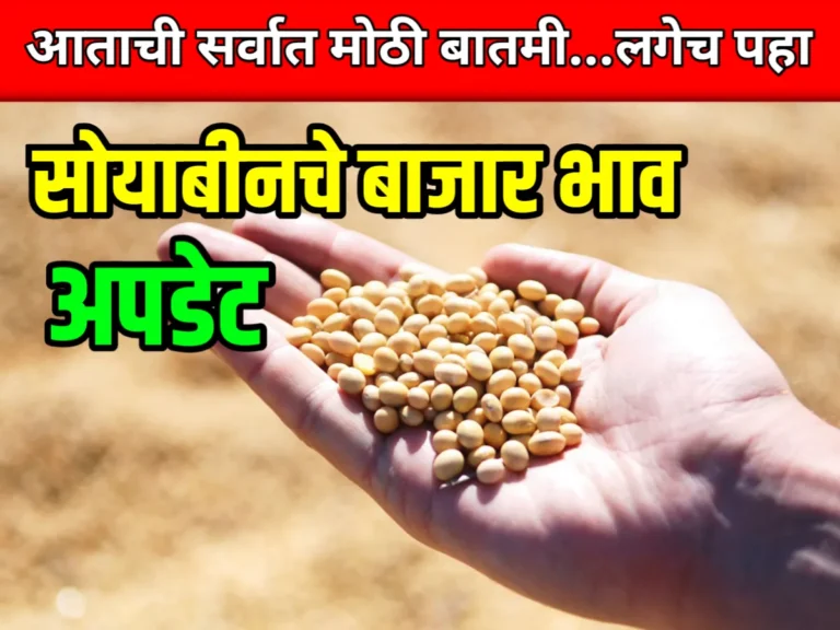 Soybean Rate : आजचे सोयाबीनचे भाव 10 जून 2023