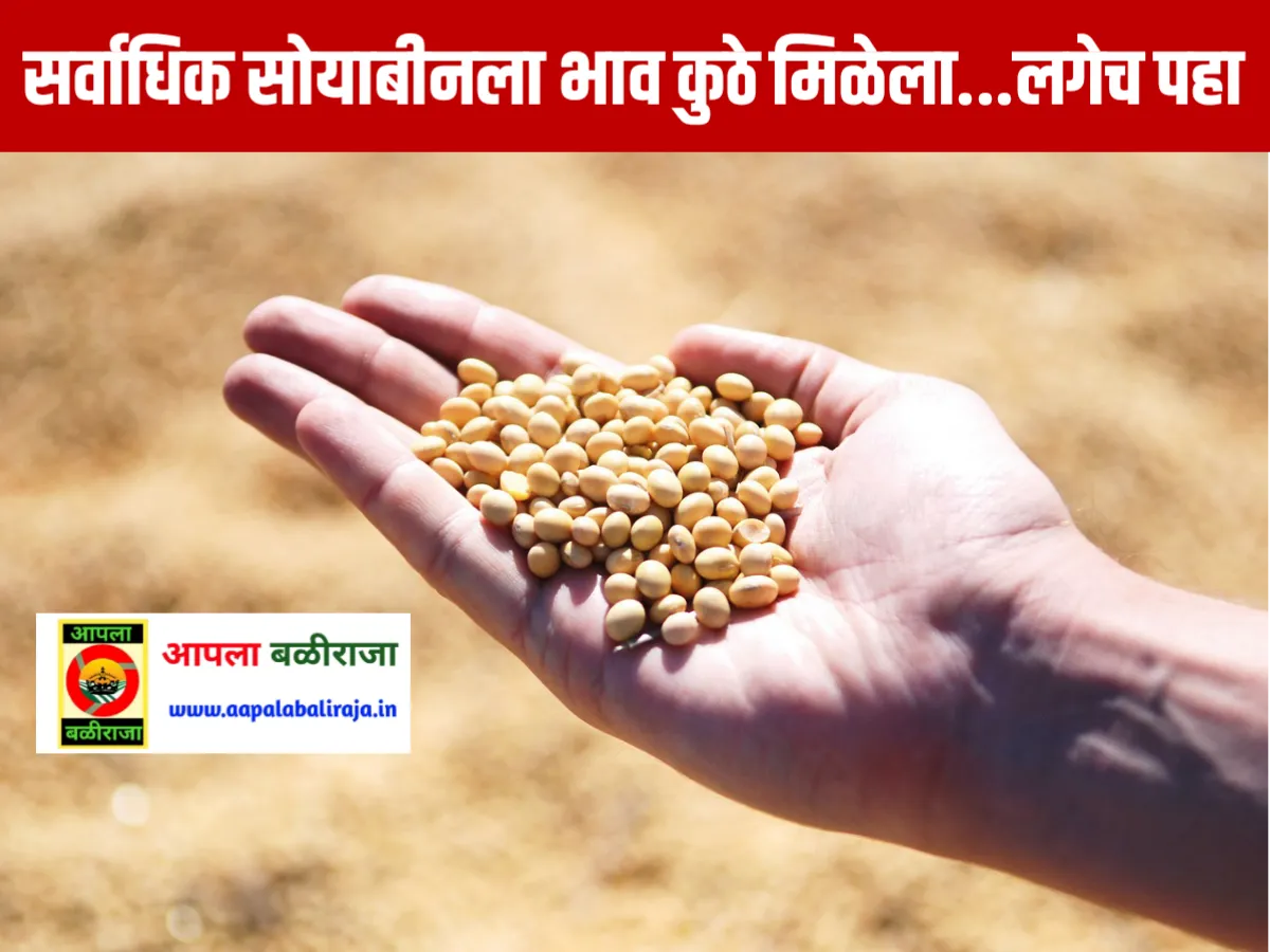 Soybean Rate : आजचे सोयाबीनचे भाव 14 जून 2023 महाराष्ट्र