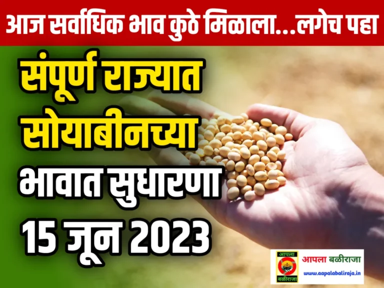 Soybean Rate : आजचे सोयाबीनचे भाव 15 जून 2023 महाराष्ट्र