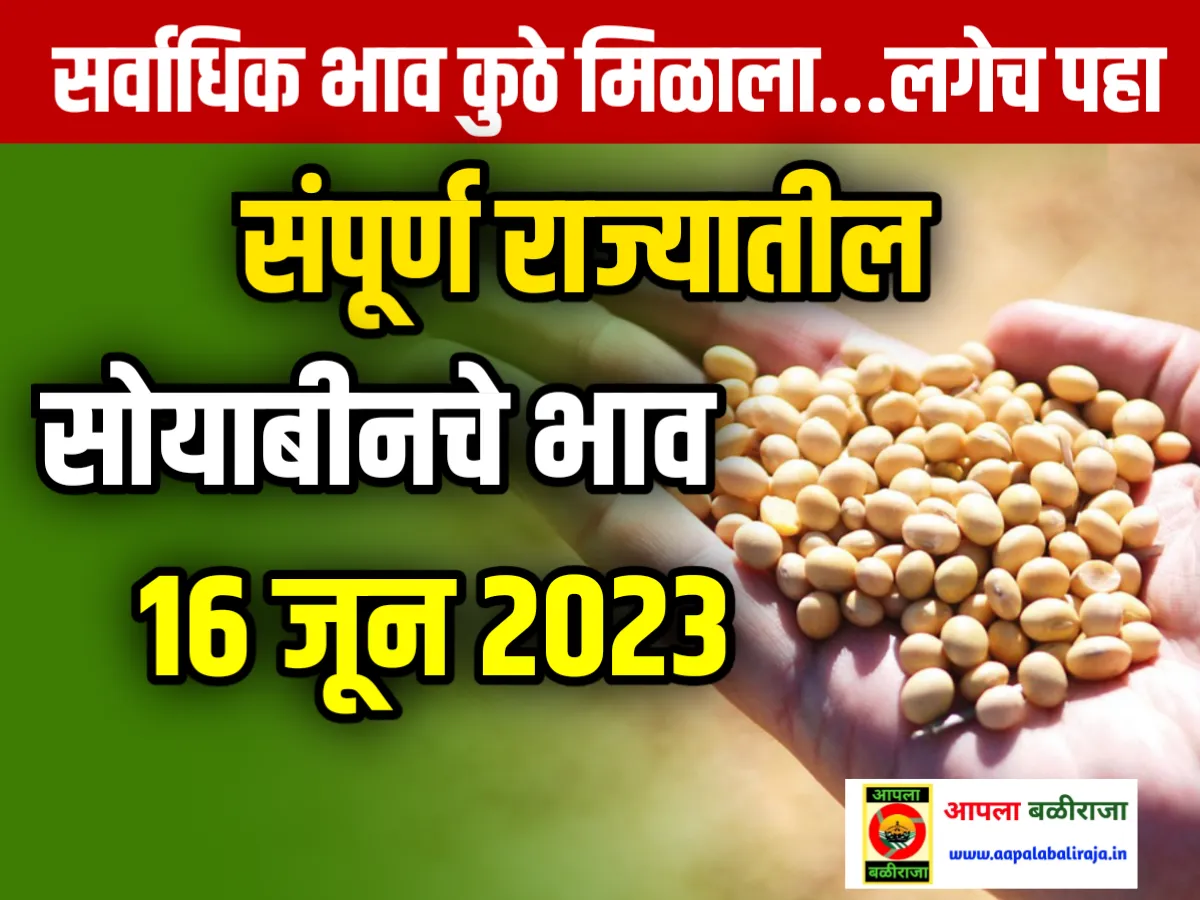 Soybean Rate : आजचे सोयाबीनचे भाव 16 जून 2023 महाराष्ट्र