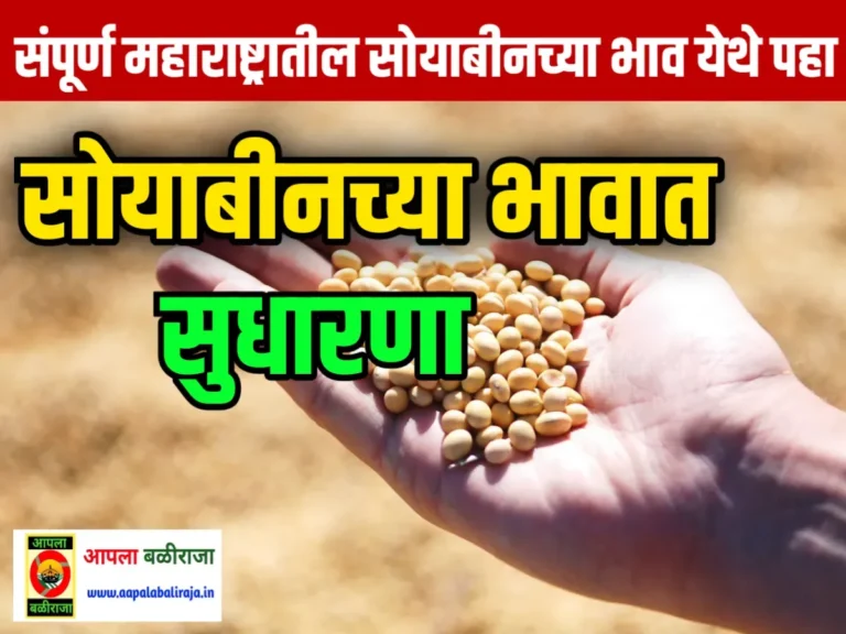 Soybean Rate : आजचे सोयाबीनचे भाव 13 जून 2023 महाराष्ट्र