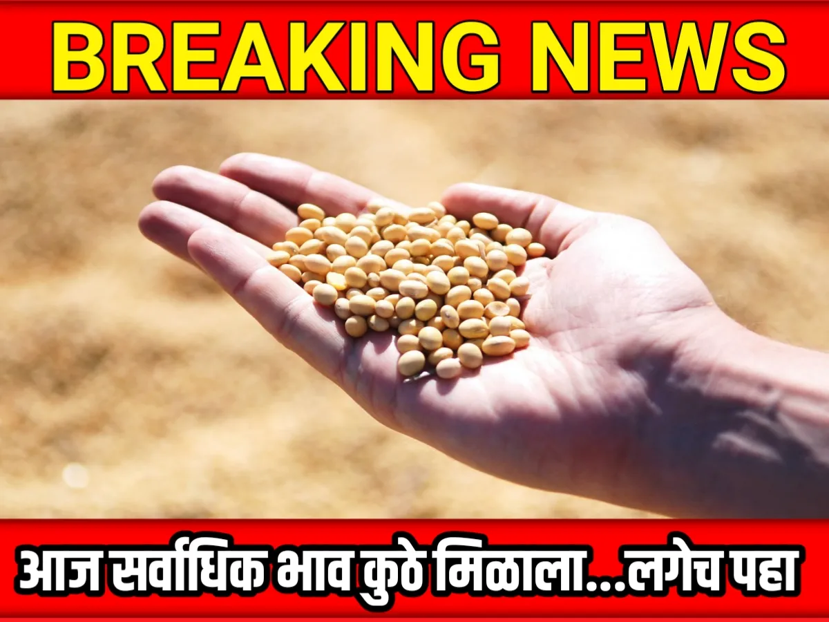 Soybean Rate : आजचे सोयाबीनचे भाव 12 जून 2023