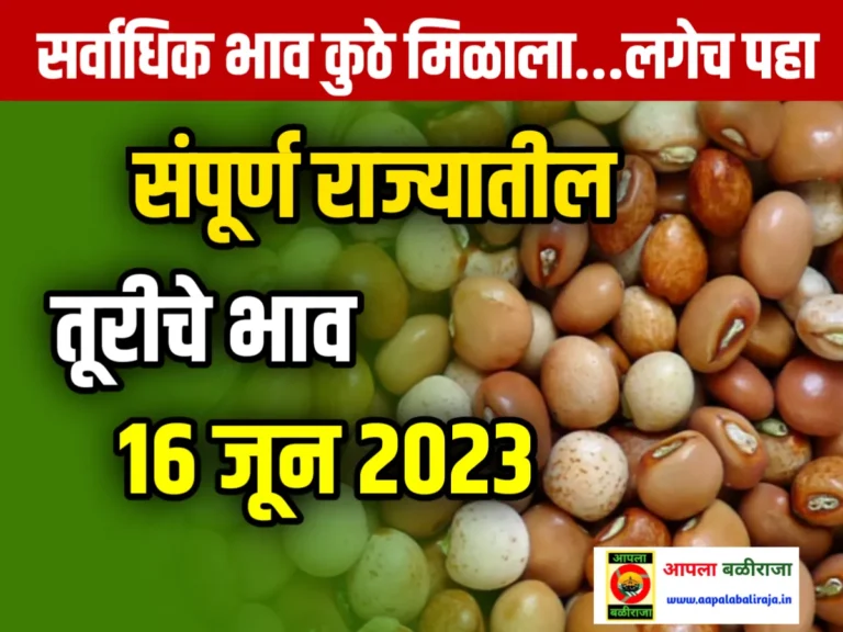 Tur Rate : आजचे तूरीचे भाव 16 जून 2023 महाराष्ट्र