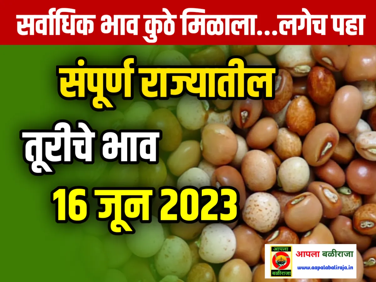 Tur Rate : आजचे तूरीचे भाव 16 जून 2023 महाराष्ट्र