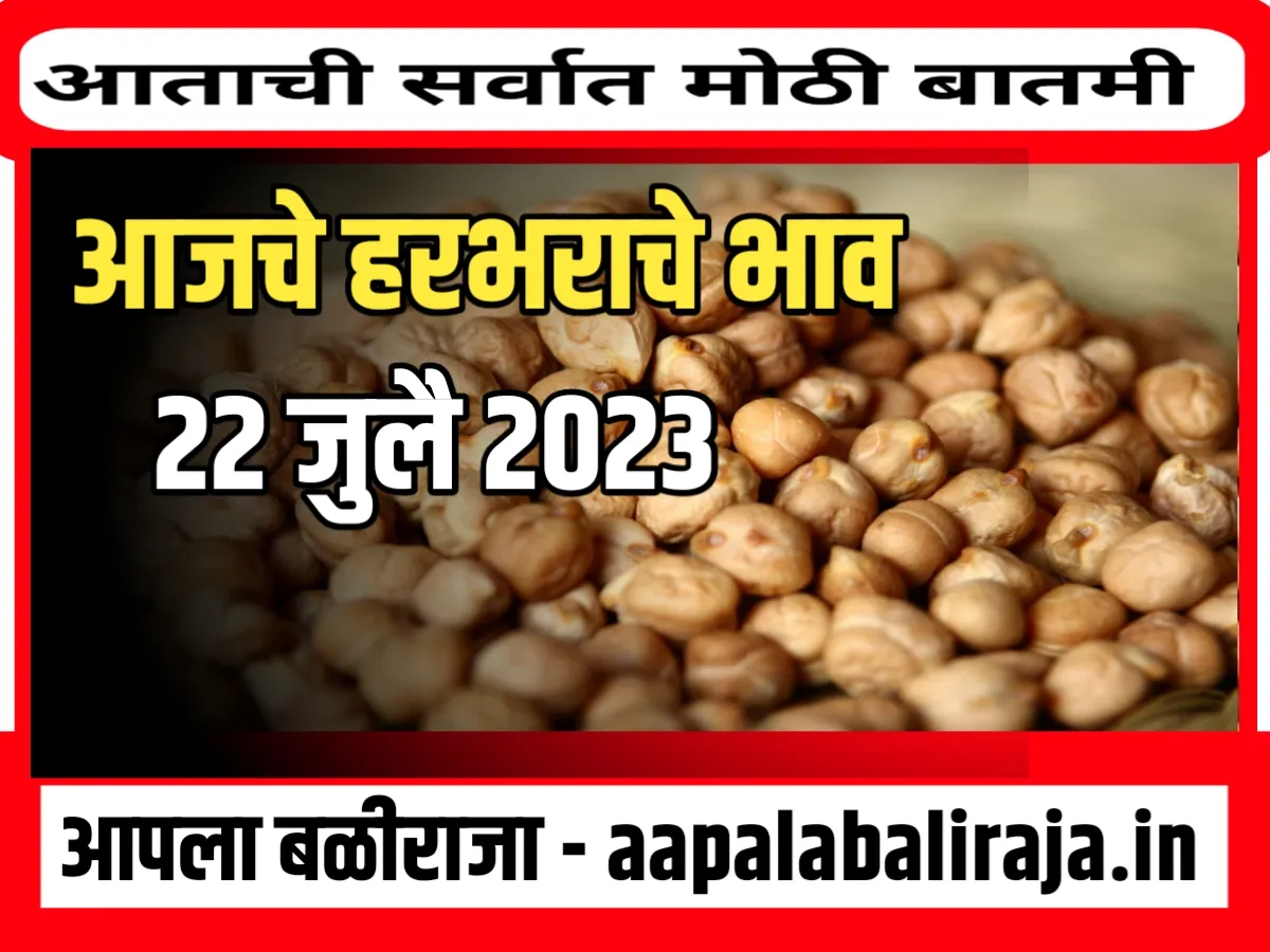 Chana Rate : आजचे हरभराचे भाव 22 जुलै 2023 महाराष्ट्र