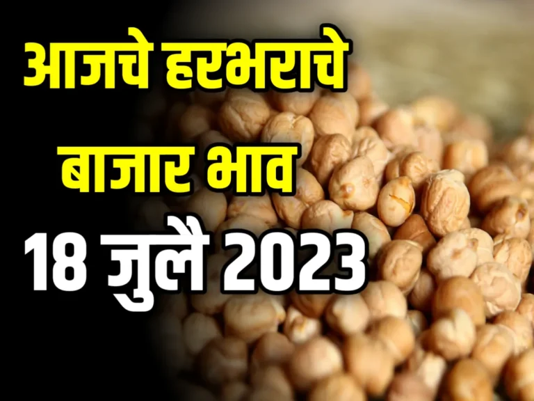 Chickpeas Rate आजचे हरभराचे बाजार भाव 18 जुलै 2023 महाराष्ट्र