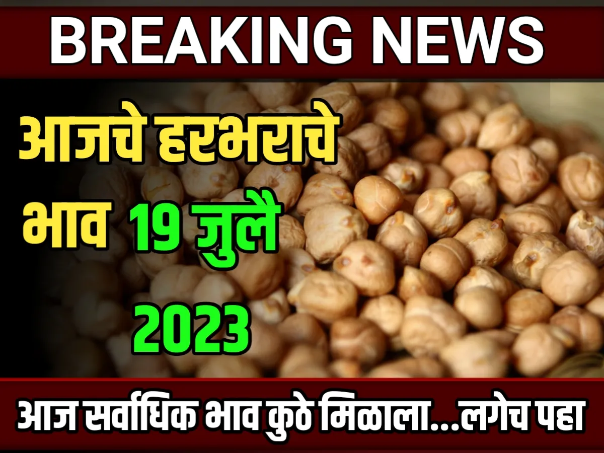 Chickpeas Rate : आजचे हरभराचे बाजार भाव 19 जुलै 2023 महाराष्ट्र