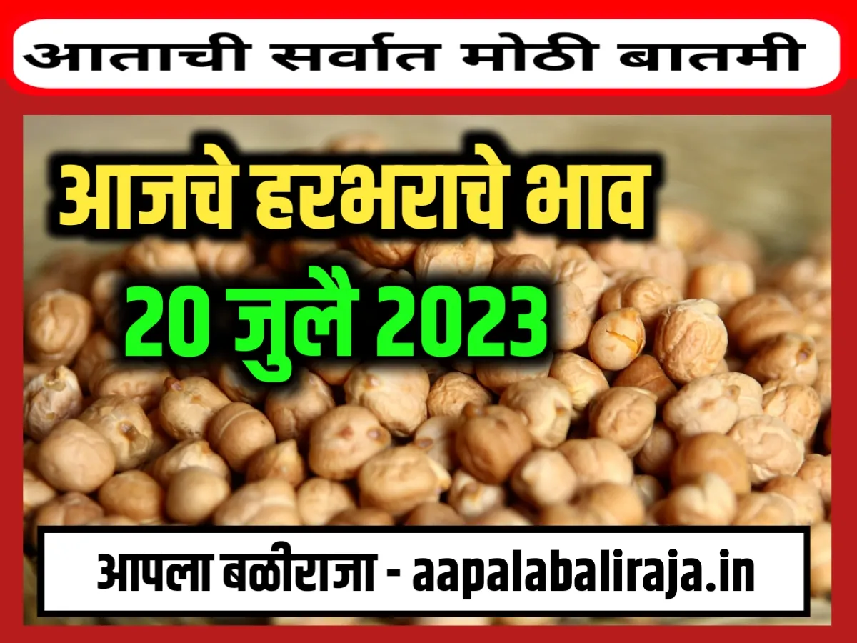 Chickpeas Rate : आजचे हरभराचे बाजार भाव 20 जुलै 2023 महाराष्ट्र