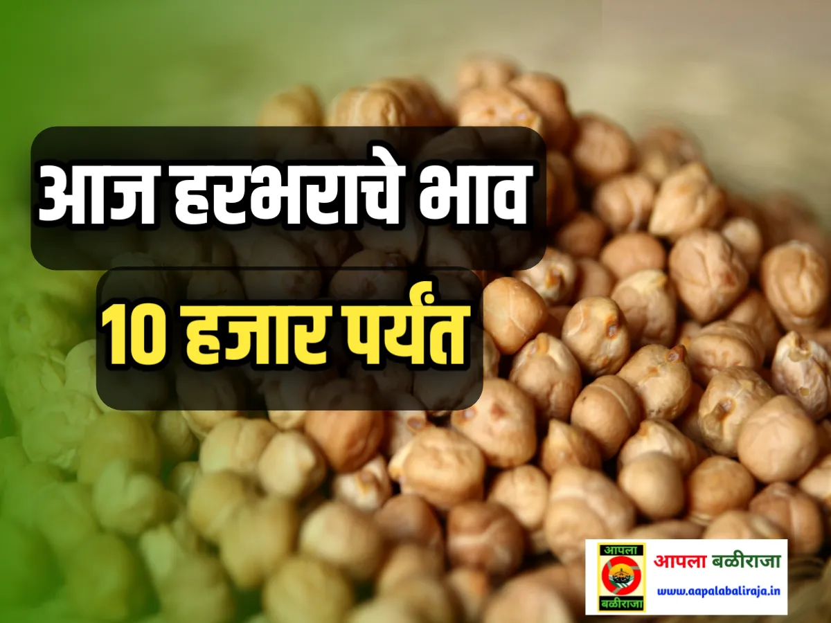 Chickpeas Rate : आजचे हरभराचे बाजार भाव 17 जुलै 2023 महाराष्ट्र