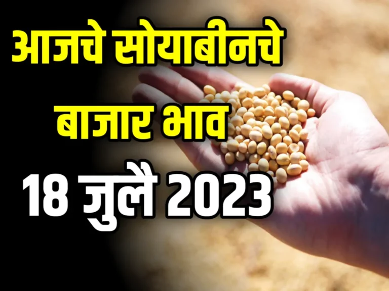 Commodity Soybean Price : आजचे सोयाबीनचे बाजार भाव 18 जुलै 2023 महाराष्ट्र