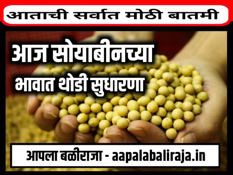 Commodity Soybean Price : आजचे सोयाबीनचे बाजार भाव 20 जुलै 2023 महाराष्ट्र