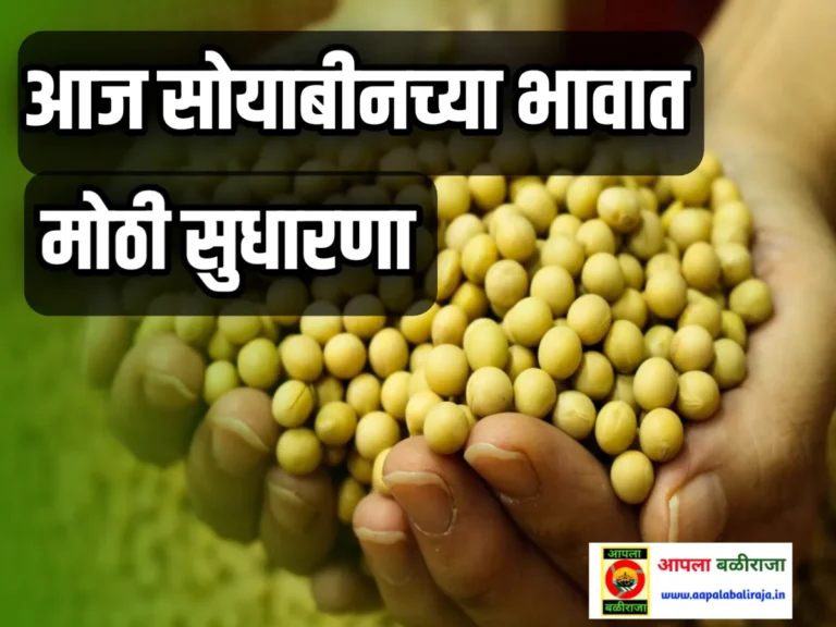 Commodity Soybean Price : आजचे सोयाबीनचे बाजार भाव 17 जुलै 2023 महाराष्ट्र