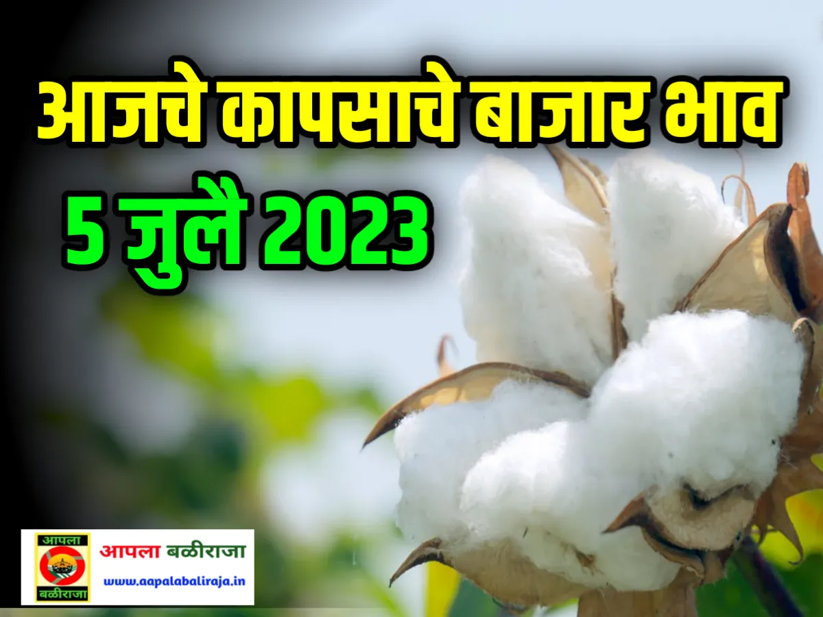 Cotton Market Rate Today : आजचे कापसाचे बाजार भाव 5 जुलै 2023 लगेच पहा