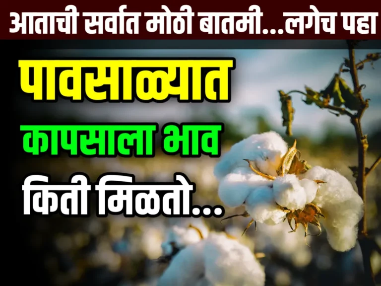 Cotton Market Rate Today आजचे कापसाचे भाव 11 जुलै 2023