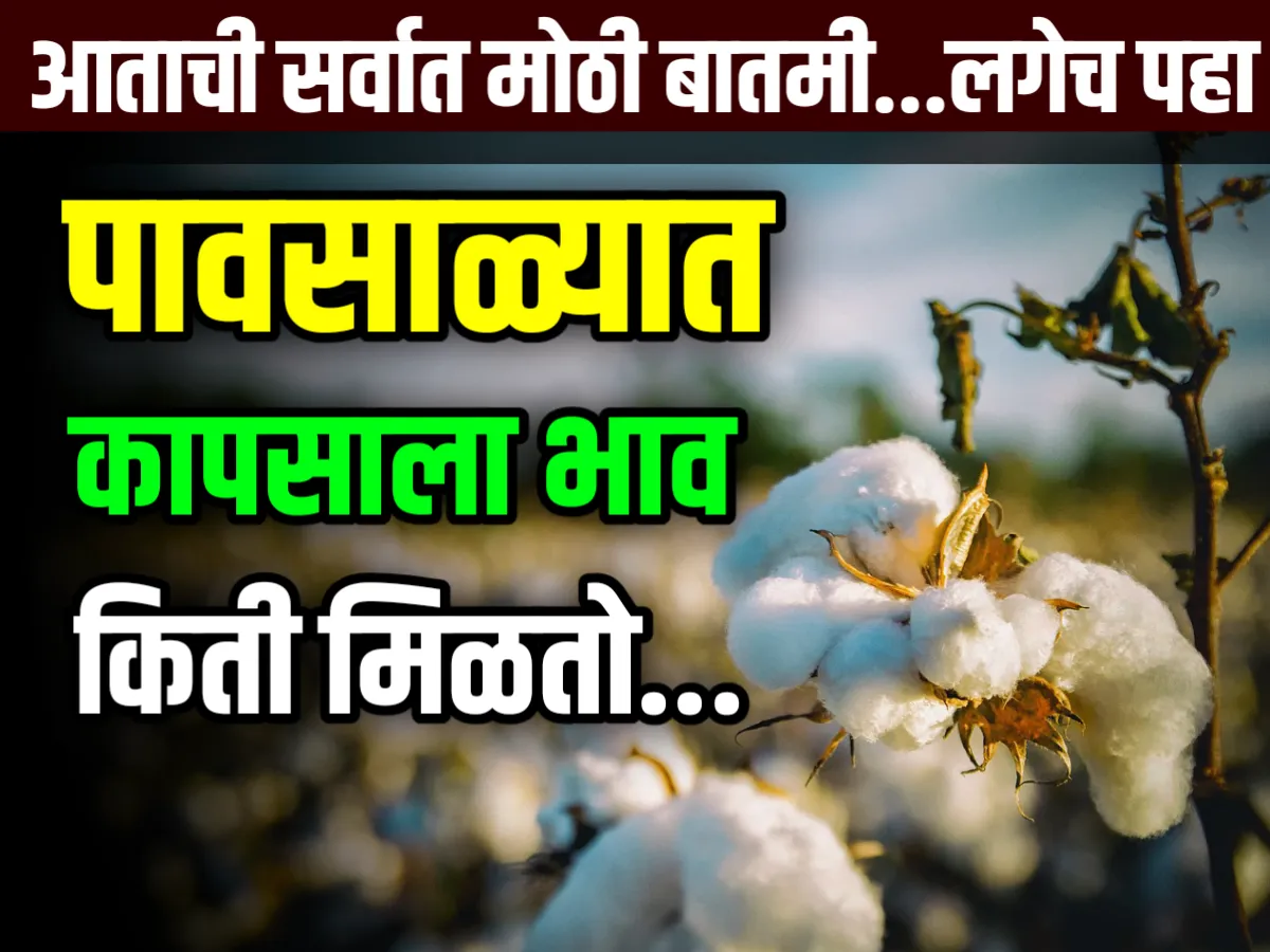 Cotton Market Rate Today  आजचे कापसाचे भाव 11 जुलै 2023