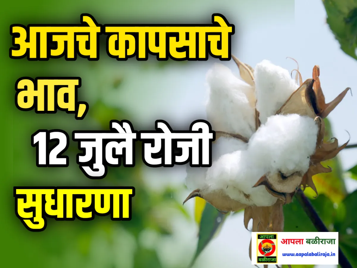 Cotton Market Rate Today : आजचे कापसाचे भाव 12 जुलै 2023 लगेच पहा