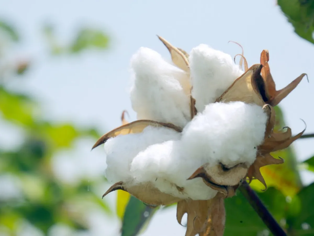 Cotton Market Rate Today : आजचे कापसाचे भाव 13 जुलै 2023