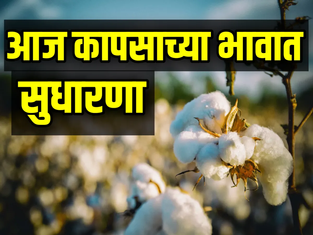 Cotton Market Rate Today : आजचे कापसाचे भाव 14 जुलै 2023 लगेच पहा