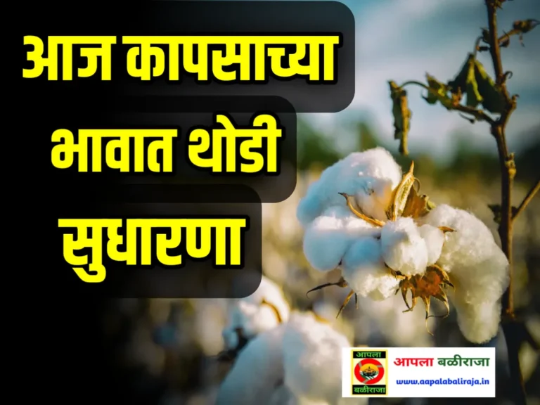 Cotton Market Rate Today : आजचे कापसाचे भाव 15 जुलै 2023