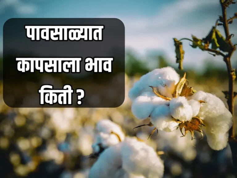 Cotton Market Rate Today पावसाळ्यात कापसाला किती भाव‍ मिळतो लगेच पहा | 1 जुलै 2023