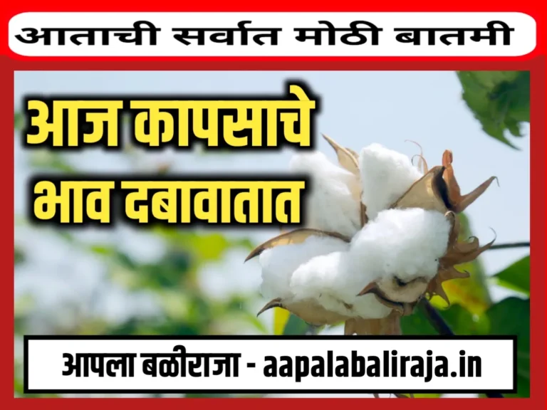 Cotton Rate : आजचे कापसाचे बाजार भाव 20 जुलै 2023 महाराष्ट्र