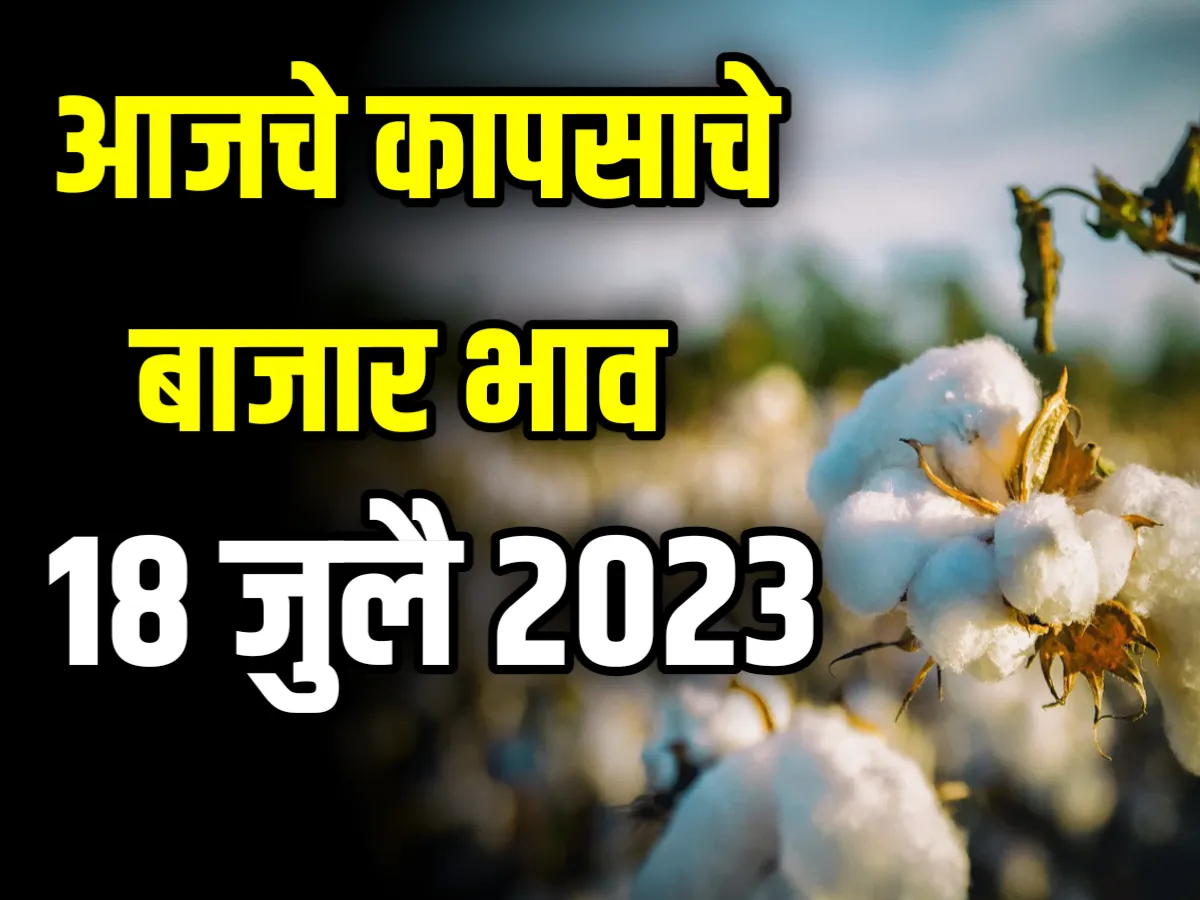 MCX Cotton Price : आजचे कापसाचे बाजार भाव 18 जुलै 2023 महाराष्ट्र