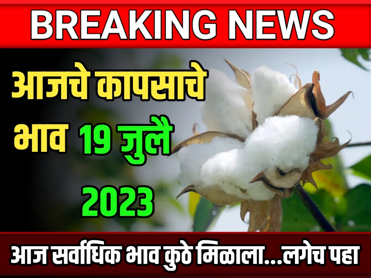 MCX Cotton Price आजचे कापसाचे बाजार भाव 19 जुलै 2023 महाराष्ट्र