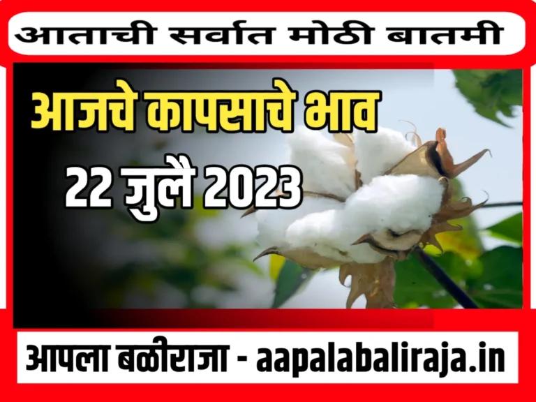 MCX Cotton Price : आजचे कापसाचे भाव 22 जुलै 2023 महाराष्ट्र