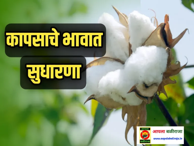 MCX Cotton Price : आजचे कापसाचे बाजार भाव 17 जुलै 2023 महाराष्ट्र