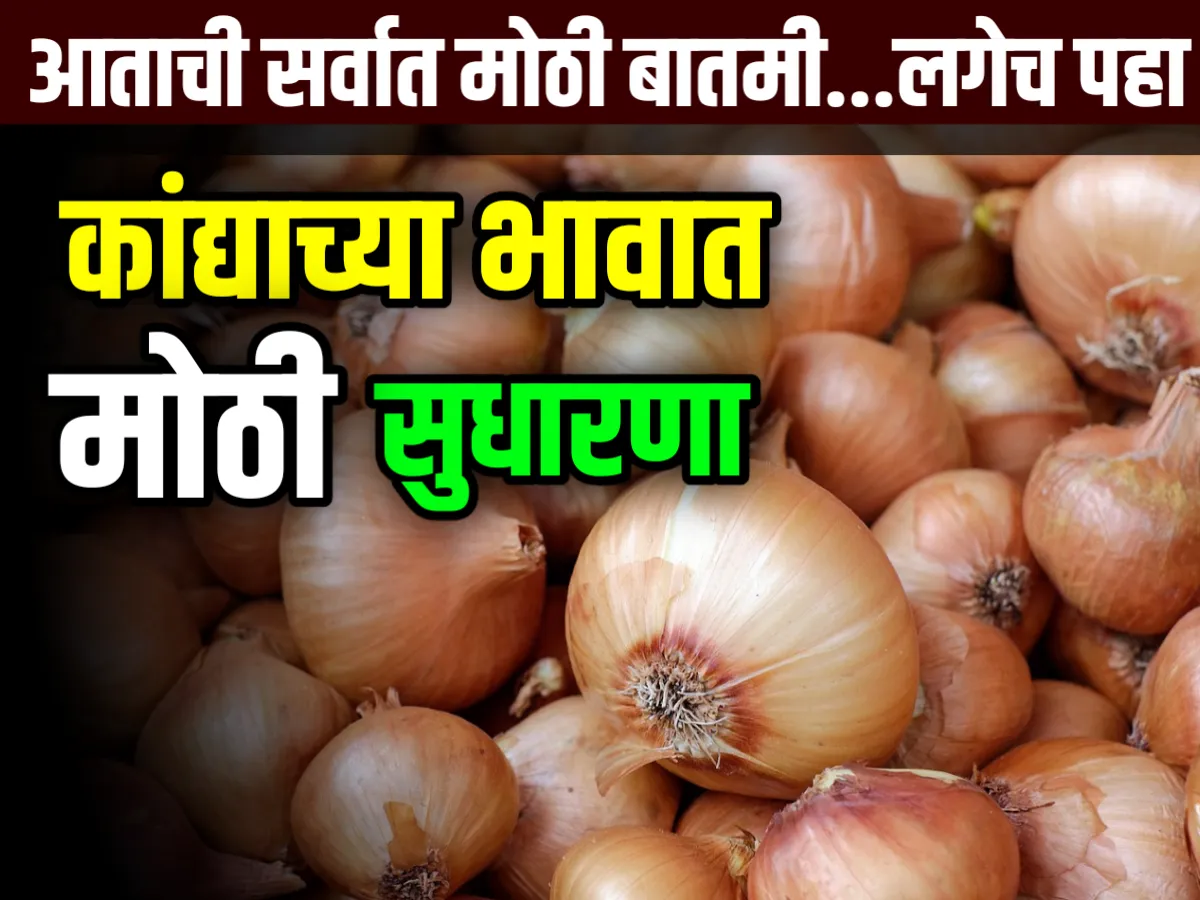 Onion Commodity Price : आजचे कांद्याचे भाव 11 जुलै 2023