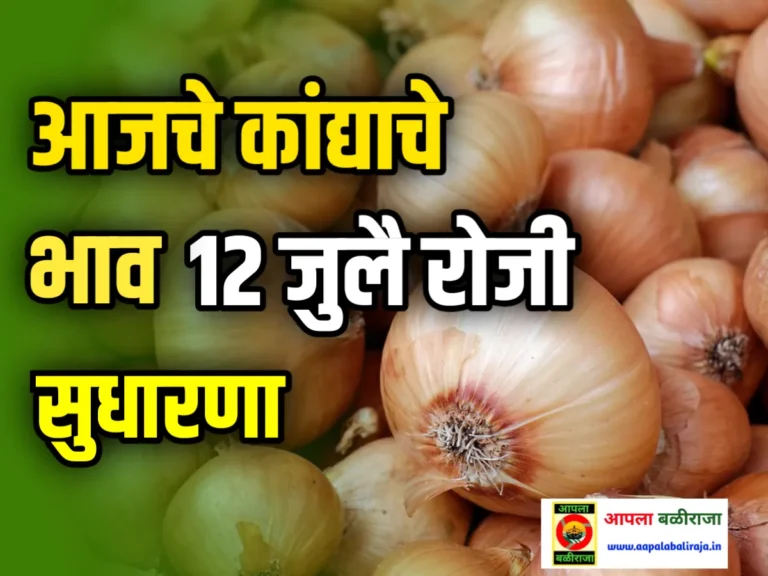 Onion Commodity Price आजचे कांद्याचे भाव 12 जुलै 2023 लगेच पहा