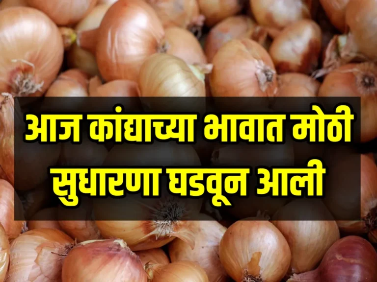 Onion Commodity Price : आज कांद्याच्या भावात 14 जुलै 2023 रोजी मोठी सुधारणा