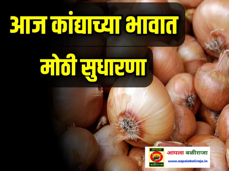 Onion Commodity Price आजचे कांद्याचे भाव 15 जुलै 2023