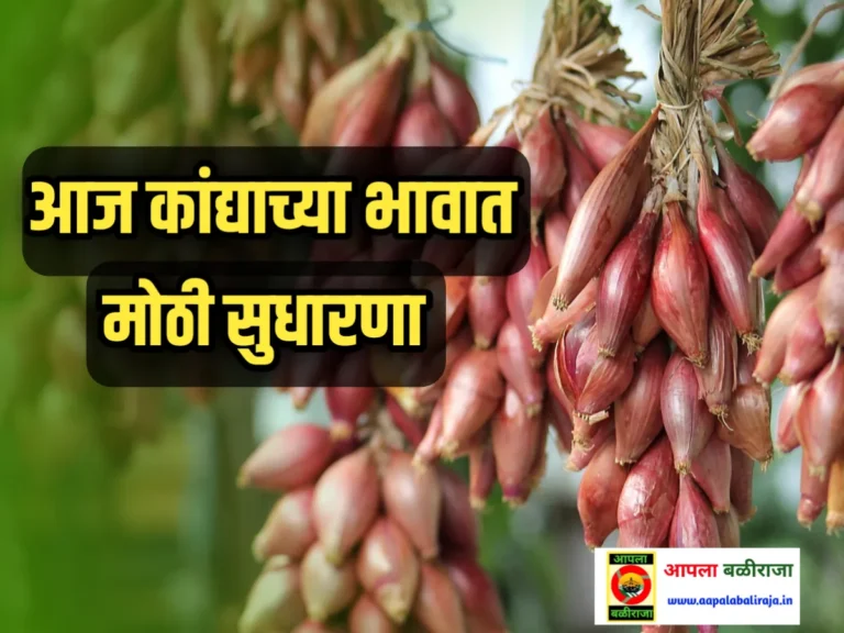 Onion Commodity Price : आजचे कांद्याचे बाजार भाव 17 जुलै 2023 महाराष्ट्र