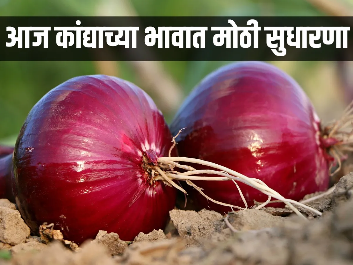 Onion Commodity Price : पावसाळ्यात कांद्याच्या भावात सुधारणा | 1 जुलै 2023