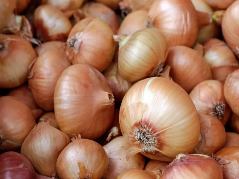 Onion Commodity Price : आजचे कांद्याचे भाव 13 जुलै 2022